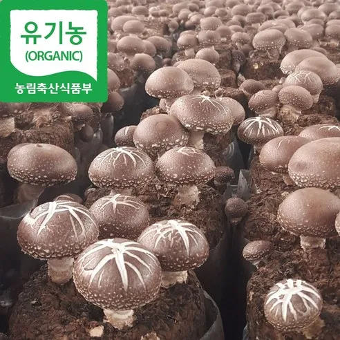 [해담은농장] 유기농 생표고 작은표고버섯 1kg 국내산 참나무 (농장직배송), 작은표고1kg, 1개