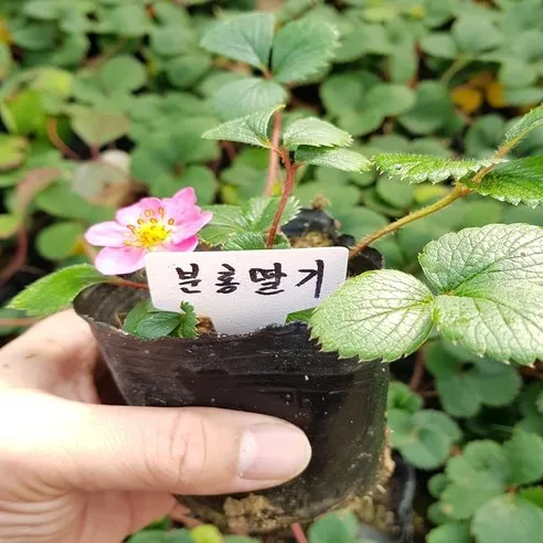 분홍꽃 딸기 모종(관하) 사철딸기
