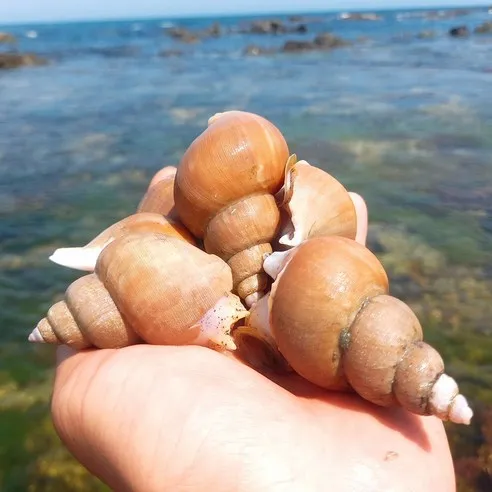 산지직송 동해안 백골뱅이 자연산 백고동 생물 골뱅이탕 1kg, (생물) 백고동 소..., 1개